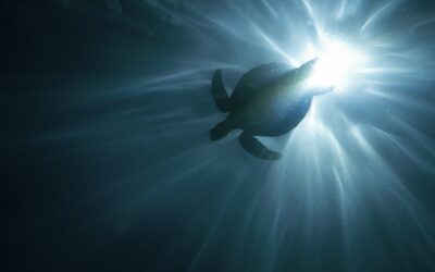 España aporta una nueva herramienta para la expansión de la Áreas Marinas Protegidas