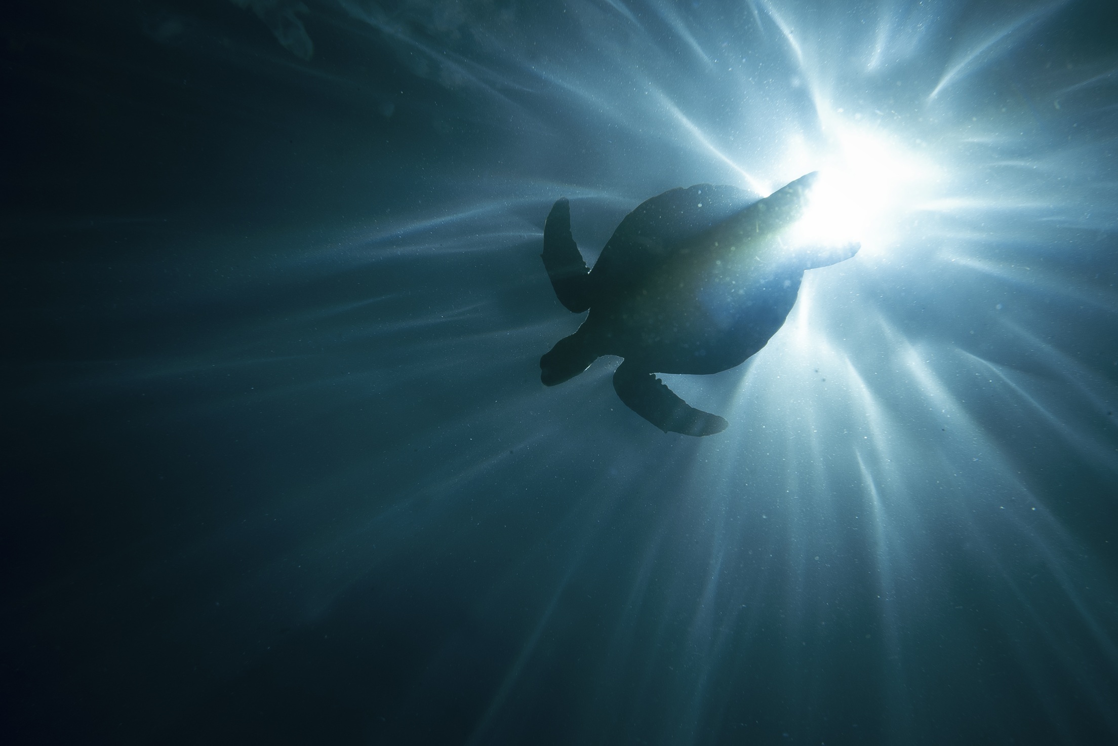 NP_171225_diversidadevolutiva