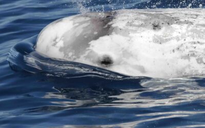 Conexión internacional de áreas marinas protegidas en favor de los cetáceos