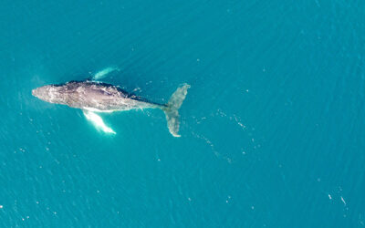 La OMI celebra la entrada en vigor del acuerdo mundial sobre protección de los océanos
