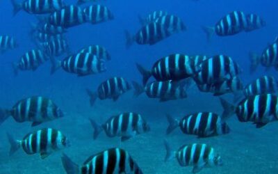 El Gobierno de España renueva la colaboración en la gestión de reservas marinas de interés pesquero en Murcia y Canarias