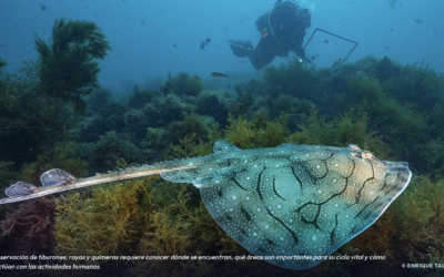 Nuevo estudio del impacto de la pesca sobre tiburones y rayas